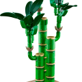 10344 LEGO Botanicals Õnnetoov bambus